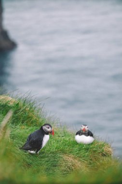 Atlantik martı kuşu ya da okyanus mavisi arka planda bilinen martı. Faroe adaları. Norveç 'in en popüler kuşları. Kardeş arktika