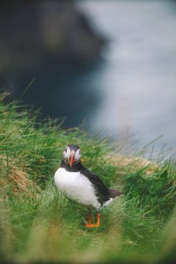 Atlantik martı kuşu ya da okyanus mavisi arka planda bilinen martı. Faroe adaları. Norveç 'in en popüler kuşları. Kardeş arktika