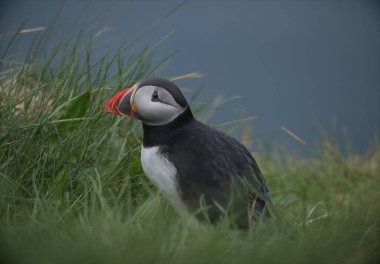 Atlantik martı kuşu ya da okyanus mavisi arka planda bilinen martı. Faroe adaları. Norveç 'in en popüler kuşları. Kardeş arktika