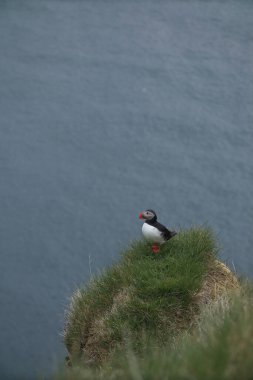 Atlantik martı kuşu ya da okyanus mavisi arka planda bilinen martı. Faroe adaları. Norveç 'in en popüler kuşları. Kardeş arktika