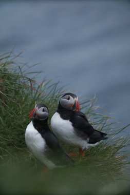 Atlantik martı kuşu ya da okyanus mavisi arka planda bilinen martı. Faroe adaları. Norveç 'in en popüler kuşları. Kardeş arktika