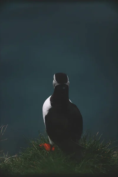 Atlantic Puffins Uccello Comune Puffin Sfondo Blu Oceanico Isole Faroe — Foto Stock