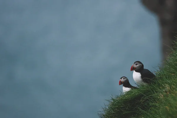 Papageitaucher Vogel Oder Papageitaucher Auf Ozeanblau Background Färöer Inseln Norwegens — Stockfoto