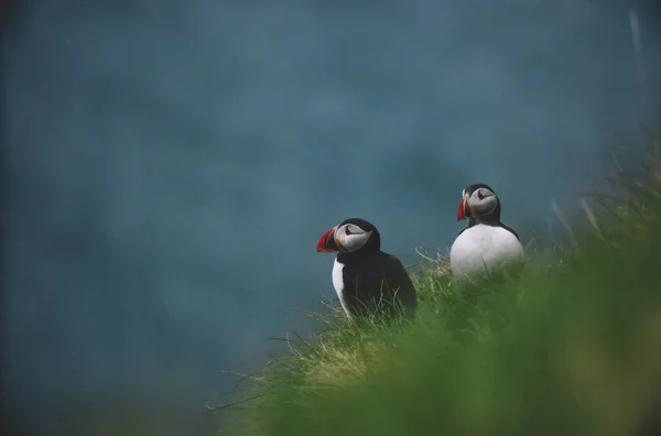 Atlantic Puffins Ptaków Lub Wspólne Puffin Tle Oceanu Niebieskiego Wyspy — Zdjęcie stockowe