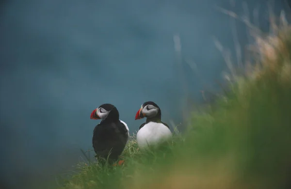 大西洋海雀鸟或海蓝色背景上的普通海雀 法罗群岛 挪威最受欢迎的鸟类 兄弟情谊会 — 图库照片