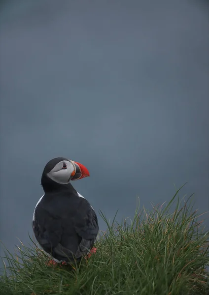 大西洋海雀鸟或海蓝色背景上的普通海雀 法罗群岛 挪威最受欢迎的鸟类 兄弟情谊会 — 图库照片