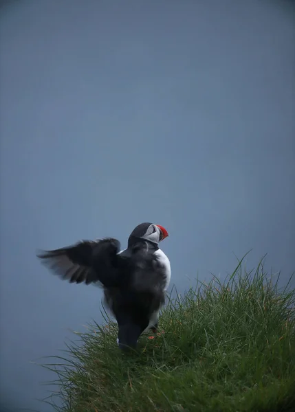 Atlantic Puffins Uccello Comune Puffin Sfondo Blu Oceanico Isole Faroe — Foto Stock