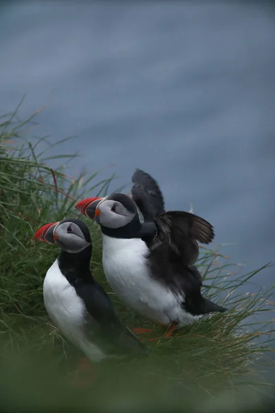 Atlantik Martı Kuşu Okyanus Mavisi Arka Planda Bilinen Martı Faroe — Stok fotoğraf