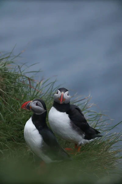 Atlantik Martı Kuşu Okyanus Mavisi Arka Planda Bilinen Martı Faroe — Stok fotoğraf