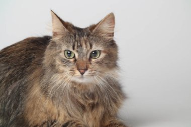 Güzel kahverengi bir kedi beyaz bir arka planda uzun kürklü bir şekilde yatıyor. Sibirya kedisi. Yeşil gözler. Yumuşak patiler.