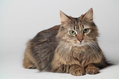 Güzel kahverengi bir kedi beyaz bir arka planda uzun kürklü bir şekilde yatıyor. Sibirya kedisi. Yeşil gözler. Yumuşak patiler.