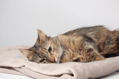 Güzel kahverengi bir kedi beyaz bir arka planda uzun kürklü bir şekilde yatıyor. Sibirya kedisi. Yeşil gözler. Yumuşak pençeli. Battaniyenin üstünde uyumak