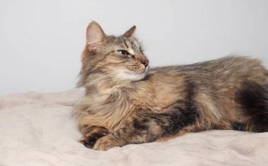 Güzel kahverengi bir kedi beyaz bir arka planda uzun kürklü bir şekilde yatıyor. Sibirya kedisi. Yeşil gözler. Yumuşak pençeli. Battaniyenin üstünde uyumak