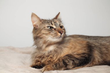 Güzel kahverengi bir kedi beyaz bir arka planda uzun kürklü bir şekilde yatıyor. Sibirya kedisi. Yeşil gözler. Yumuşak pençeli. Battaniyenin üstünde uyumak