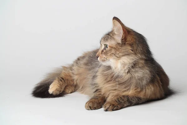 Kaunis Ruskea Kissa Valehtelee Pitkä Turkki Valkoisella Taustalla Siperialainen Kissa — kuvapankkivalokuva