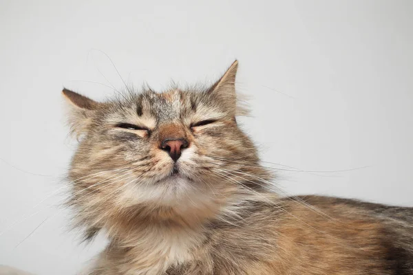 美しい茶色の猫 白い背景に長い毛皮が横たわっている シベリア猫 緑の目 ふわふわのパイだ 毛布の上で寝て — ストック写真