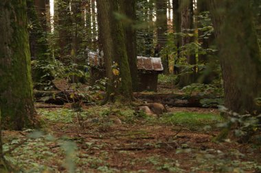 Kurt çalıların arasında yatıyor. Fotoğraf için poz vermek. Vahşi park. Hayvanlarla temas.