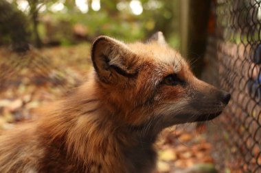 Ormanda çalıların arasında bir tilki. Fotoğraf için poz vermek. Vahşi park. Hayvanlarla temas.