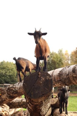 Rampalar ve keçiler ağaçlarda yürür. Fotoğraf için poz vermek. Vahşi park. Hayvanlarla temas.