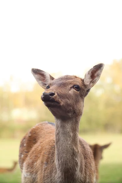 鹿儿在森林里散步 摆一张照片 野生公园 与动物的接触 — 图库照片