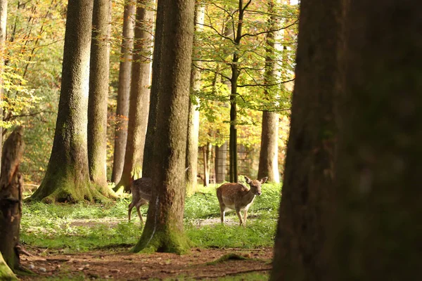 ディアは森の中を歩いている 写真を撮る ワイルドパーク 動物との接触 — ストック写真