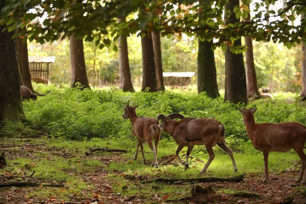 Stado Baranów Spaceruje Lesie Pozowanie Zdjęcia Dziki Park Kontakt Zwierzętami — Zdjęcie stockowe