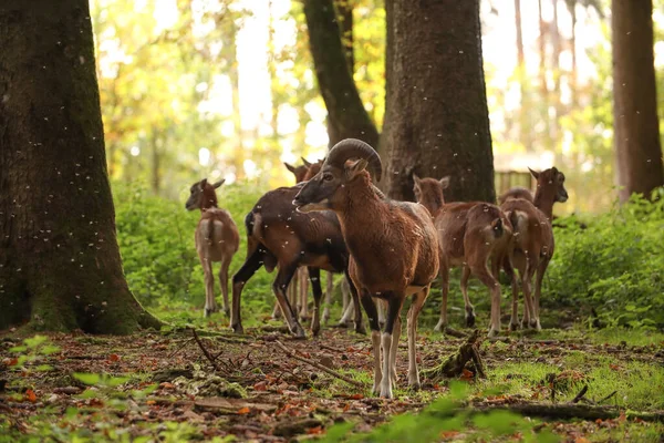 一群公羊在森林里散步 摆一张照片 野生公园 与动物的接触 — 图库照片