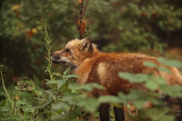 Lis Lesie Pośród Krzaków Pozowanie Zdjęcia Dziki Park Kontakt Zwierzętami — Zdjęcie stockowe