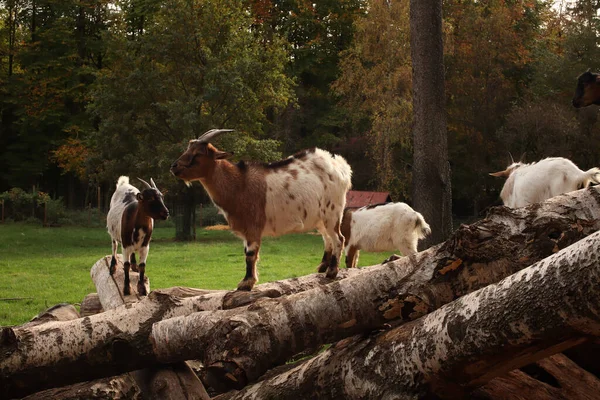 Les Béliers Les Chèvres Marchent Dans Les Arbres Pose Pour — Photo