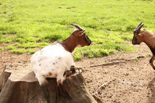Rams Goats Walk Trees Pózuje Pro Fotku Divoký Park Kontakt — Stock fotografie
