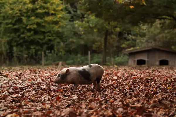 Ein Wildschwein Ist Auf Nahrungssuche Posieren Für Ein Foto Wilder — Stockfoto
