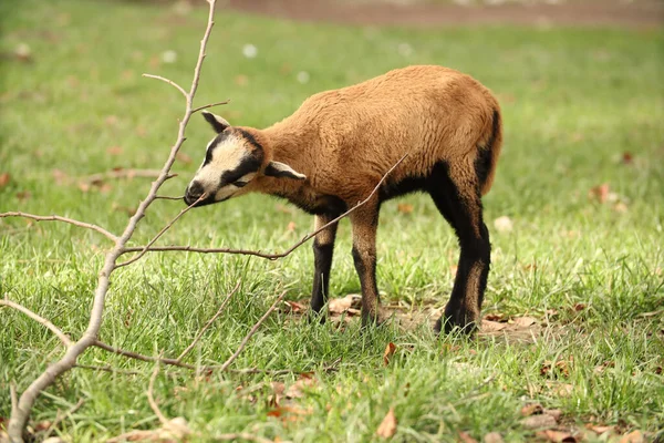 Eine Kleine Ziege Spielt Mit Einem Ast Posieren Für Ein — Stockfoto