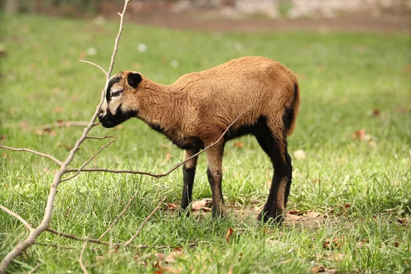 Une Petite Chèvre Joue Avec Une Branche Arbre Pose Pour — Photo