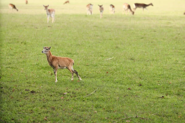 鹿儿在森林里散步 摆一张照片 野生公园 与动物的接触 — 图库照片