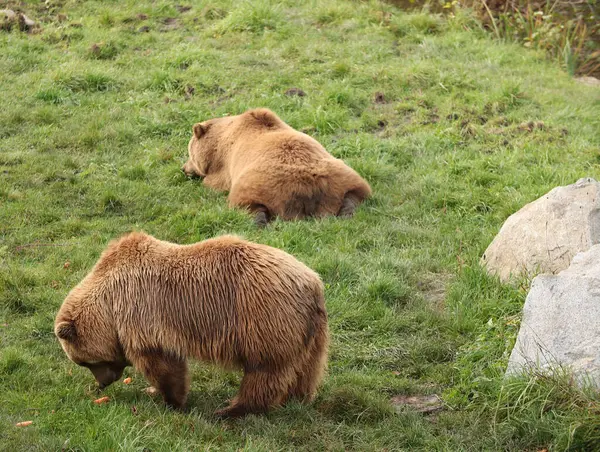 Καφέ Αρκούδες Περπατούν Στο Δάσος Πάνω Στο Γρασίδι Ποζάρω Για — Φωτογραφία Αρχείου