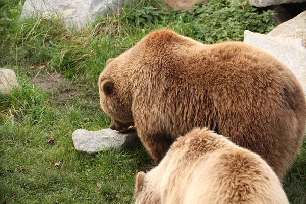 Braunbären Laufen Wald Auf Dem Gras Umher Posieren Für Ein — Stockfoto