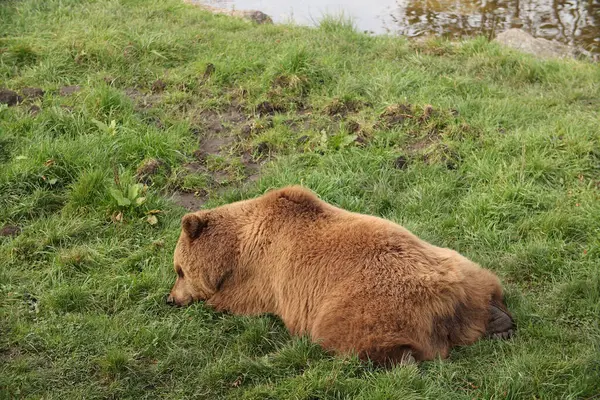 棕熊在草地上的森林里散步 摆一张照片 野生公园 与动物的接触 — 图库照片