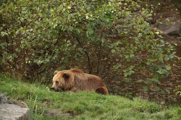 Braunbären Laufen Wald Auf Dem Gras Umher Posieren Für Ein — Stockfoto