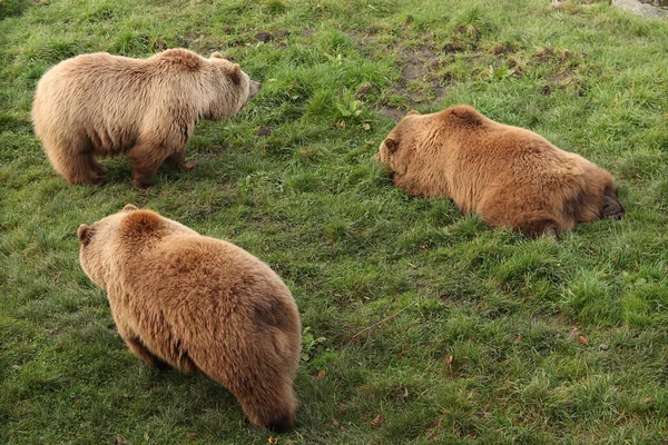 Ursos Castanhos Estão Andando Floresta Grama Posar Para Uma Foto — Fotografia de Stock