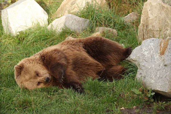 Niedźwiedzie Brunatne Chodzą Lesie Trawie Pozowanie Zdjęcia Dziki Park Kontakt — Zdjęcie stockowe