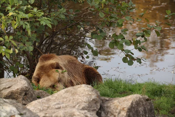 Barna Medvék Sétálnak Erdőben Fűben Egy Fotóhoz Pózolok Vadpark Állatokkal — Stock Fotó