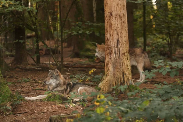 Lobo Está Entre Arbustos Posar Para Uma Foto Parque Selvagem Fotografia De Stock