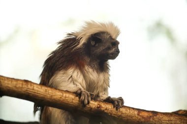 Küçük keseli maymunlar. Fotoğraf için poz vermek. Vahşi park. Hayvanlarla temas.