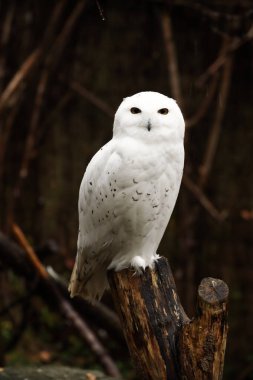 Ormanda beyaz baykuş. Fotoğraf için poz vermek. Vahşi park. Hayvanlarla temas.
