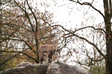 Mountain goat baby on a rock. Posing for a photo. Wild park. Contact with animals. clipart