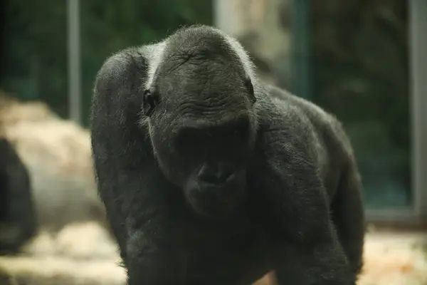 Singe Chimpanzé Noir Mange Nourriture Zoo Munich — Photo