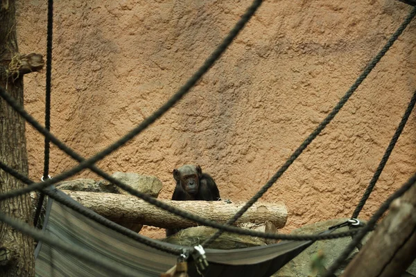 Der Schwarze Schimpansenaffe Spielt Münchner Zoo — Stockfoto