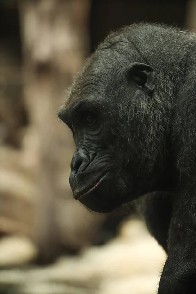 Black Chimpanzee Monkey Eats Food Munich Zoo — Stock Photo, Image