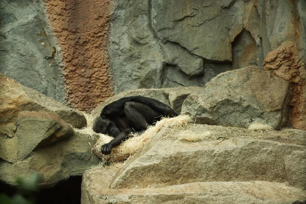 Black chimpanzee monkey sleeps on hay. Munich Zoo