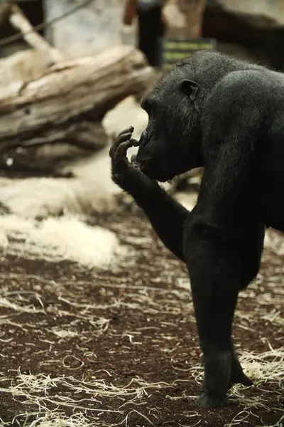Черная Обезьяна Шимпанзе Ест Еду Мюнхенский Зоопарк — стоковое фото